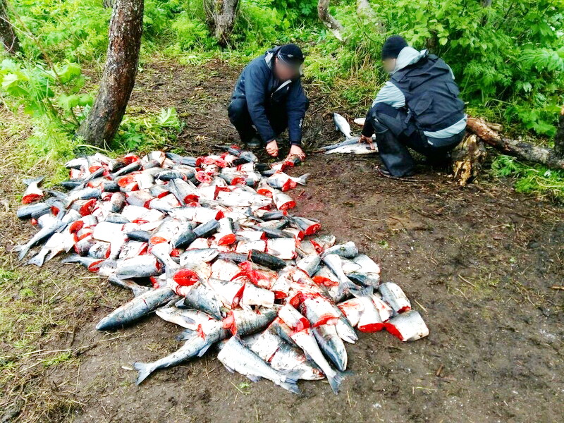 Незаконная добыча. Браконьерство на Камчатке.