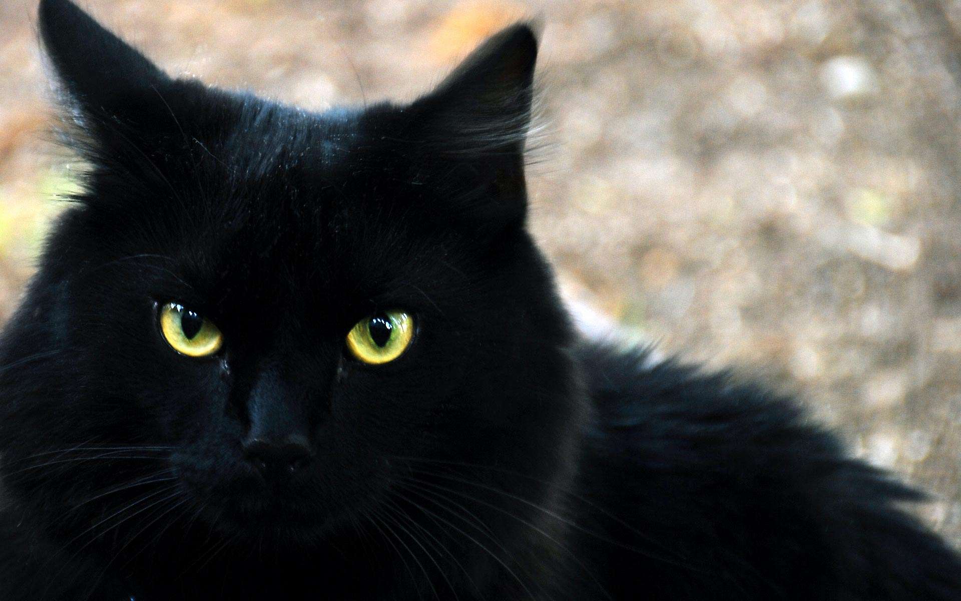 Черный кот.