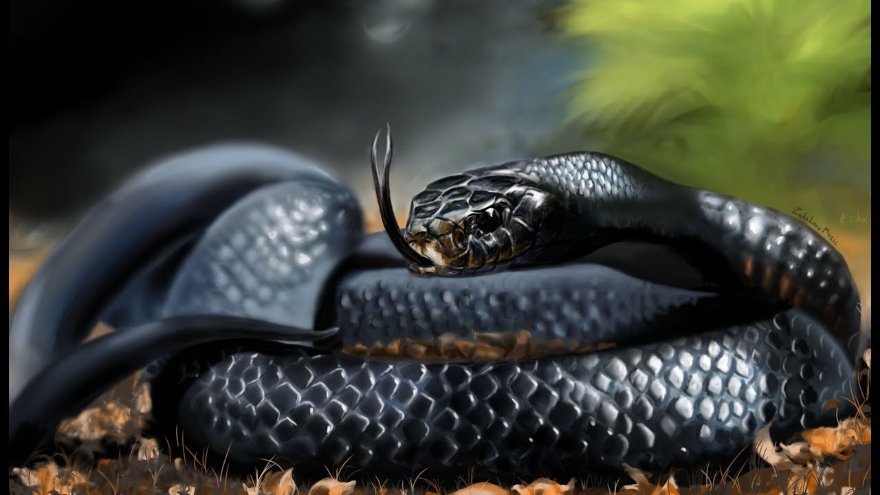 Фото черная мамба змея фото