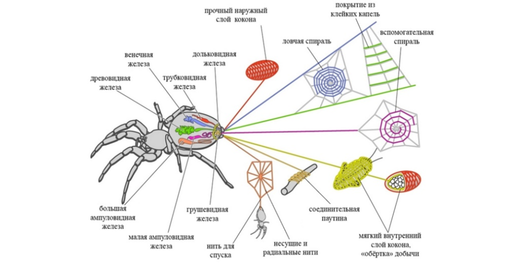 Паукообразные паутинные железы. Паутинные железы. Схема анализ Паучья сетка. Паутина крючком как настоящая схема. Разные функции паутины.